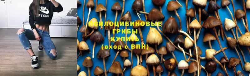 кракен ТОР  Севастополь  Псилоцибиновые грибы Cubensis 